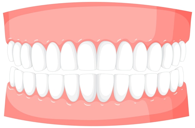 Vettore gratuito modello di denti umani su sfondo bianco
