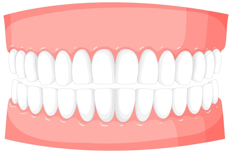 Free Vector human teeth model on white background