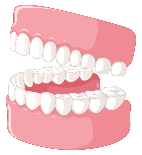 Модель человеческих зубов на белом фоне