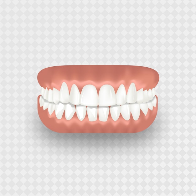 Free vector human teeth realistic jaw on a transparent background