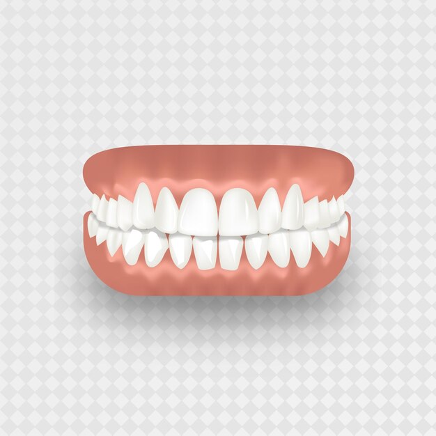 투명 한 배경에 인간의 치아 현실적인 턱