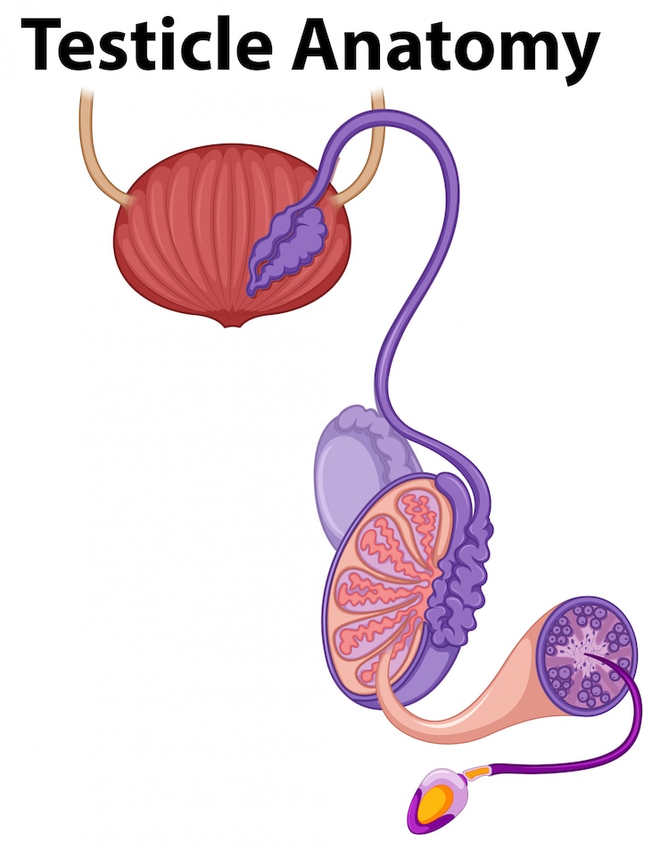 Free Vector human testicle anatomy on white background