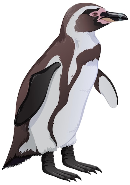 Free vector humboldt penguin on white background