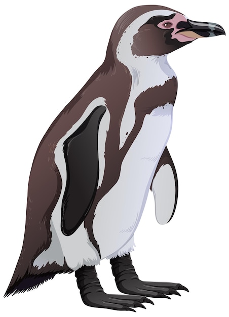 Free vector humboldt penguin on white background