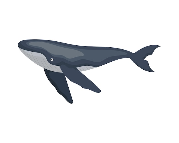 Free vector humpback sealife isolated