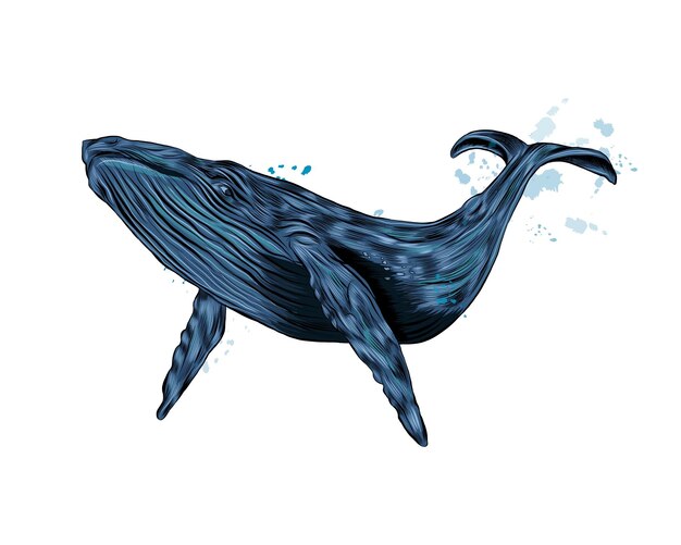 白い背景の上のザトウクジラ 無料のベクター