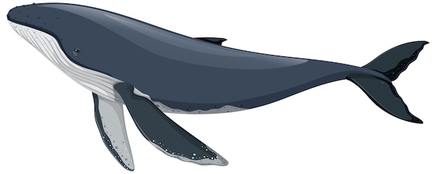 白い背景に分離されたザトウクジラ