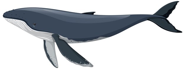 白い背景に分離されたザトウクジラ