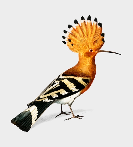 Charles Dessalines D' Orbigny (1806-1876)가 그린 Huppe 코뮌 (Hoopoe).