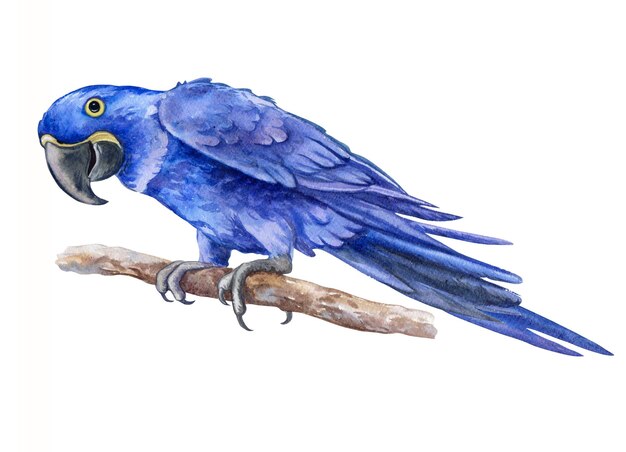 コンゴウインコ 画像 無料のベクター ストックフォト Psd