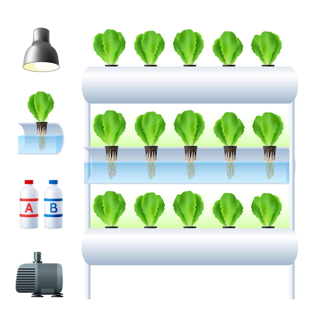 Illustrazione del sistema di coltura idroponica