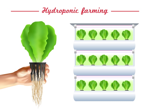 Free vector hydroponics system poster