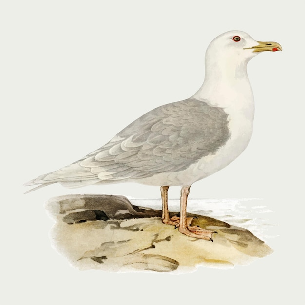 iceland gull bird hand drawn