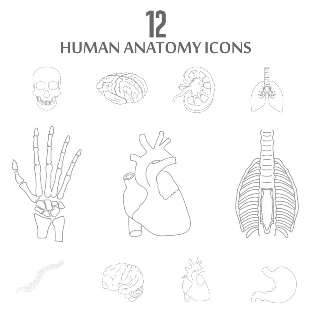 Vettore gratuito interno organi umani outline set di icone