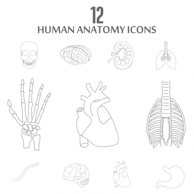 인체 해부학에 대한 아이콘