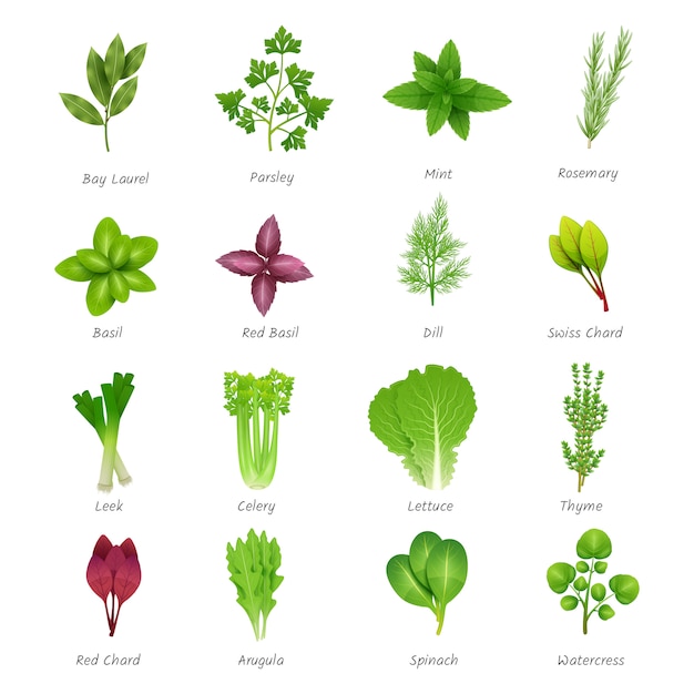 Free vector icons set of different special herbs