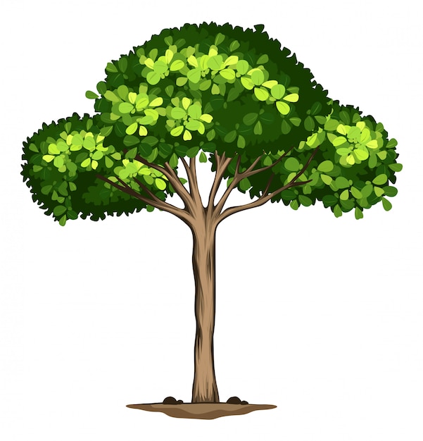 Free vector an idolated tree on white background