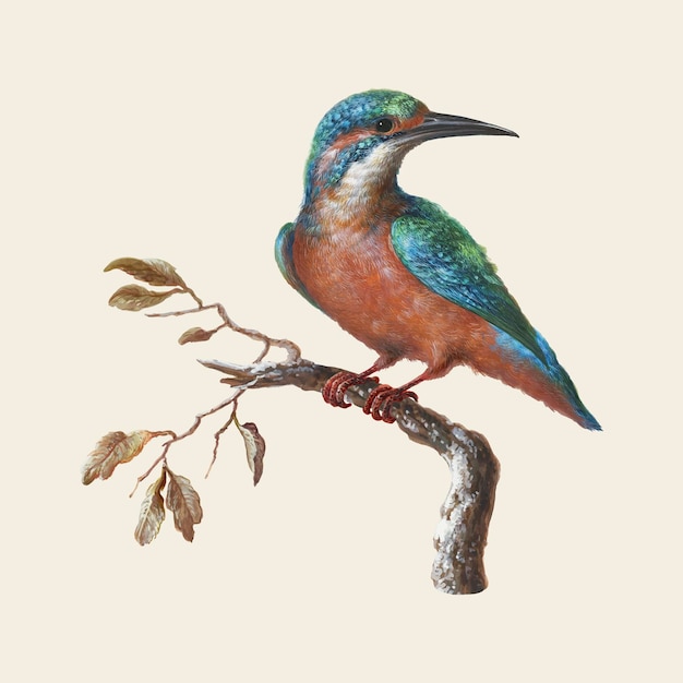 Ijsvogel (common kingfisher) 일러스트