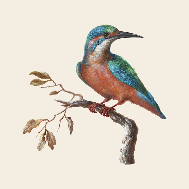 IJsvogel (Common Kingfisher) illustration