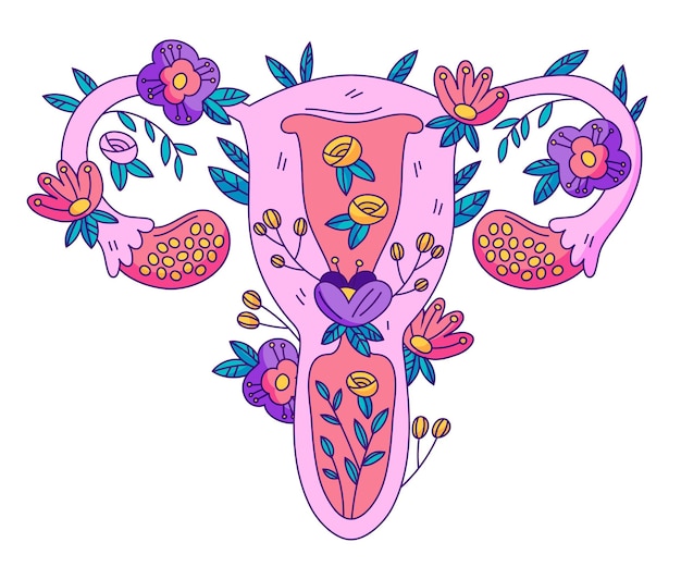 Free vector illustrated female reproductive system