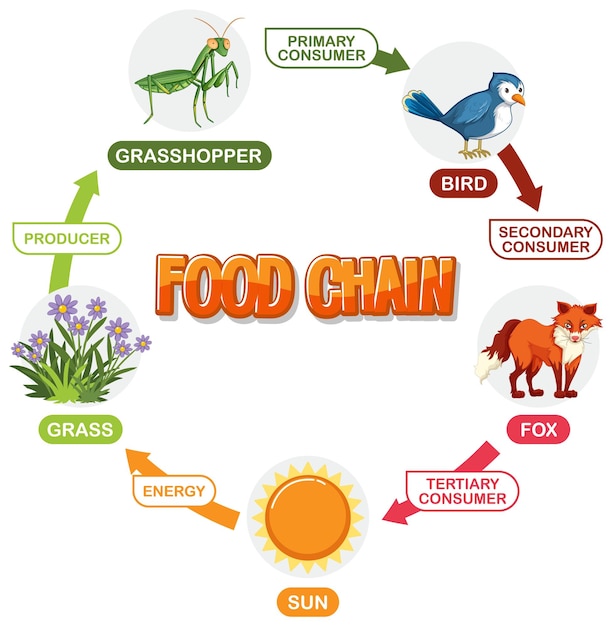 Free vector illustrated food chain diagram