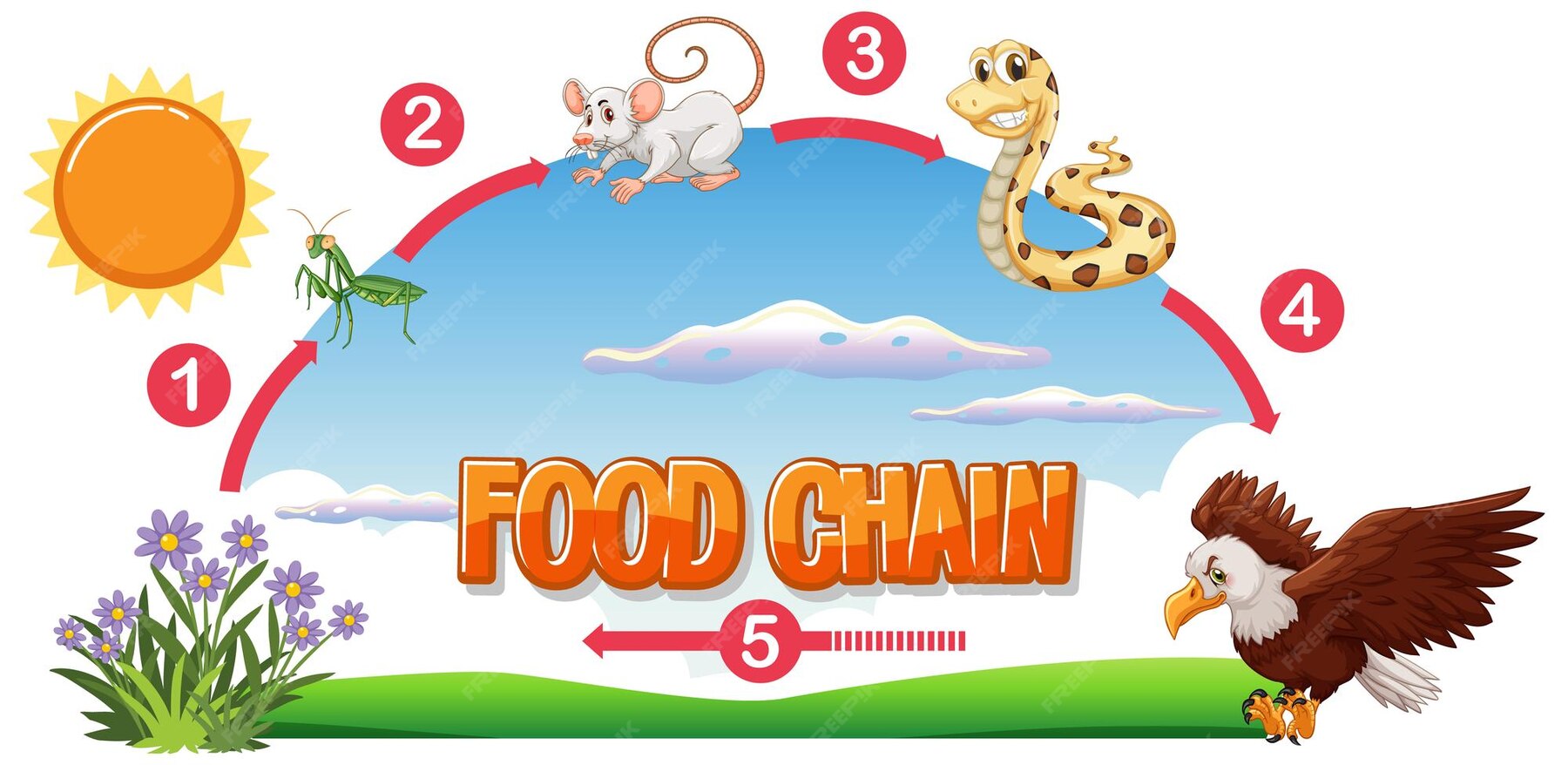 Illustrated Food Chain Diagram Biology Diagrams