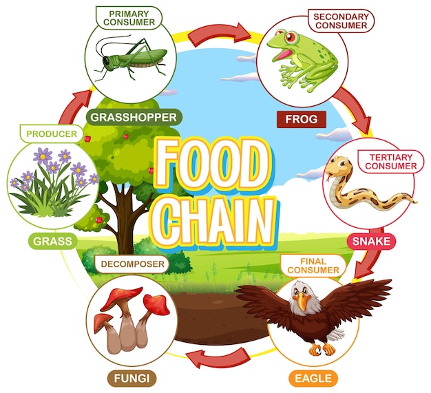 無料ベクター イラスト化された食物連鎖図