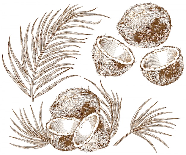 Free vector illustration of coconut and palm leaves