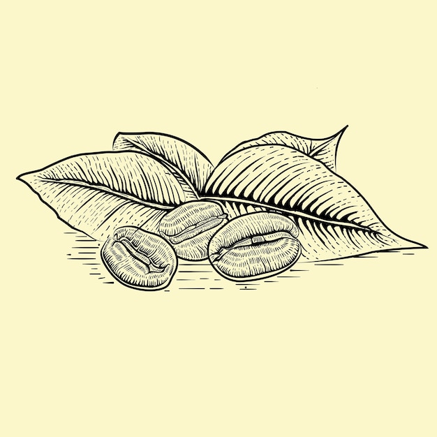 Illustration of coffee beans