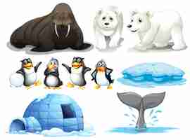 Free vector illustration of different animals from north pole