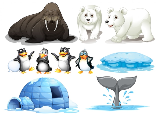 Illustration of different animals from north pole