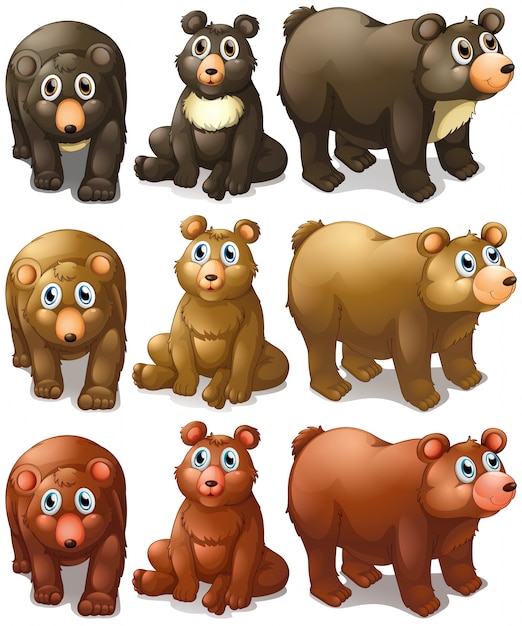 Illustration of different type of bears