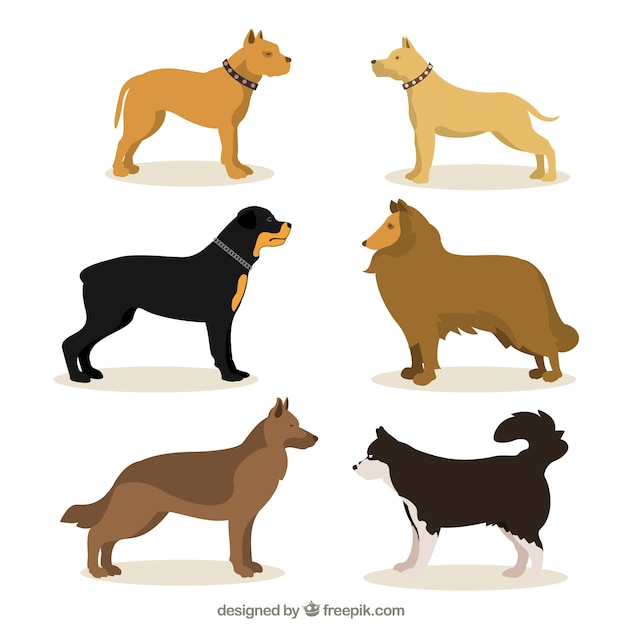 Vettore gratuito illustrazione delle razze canine