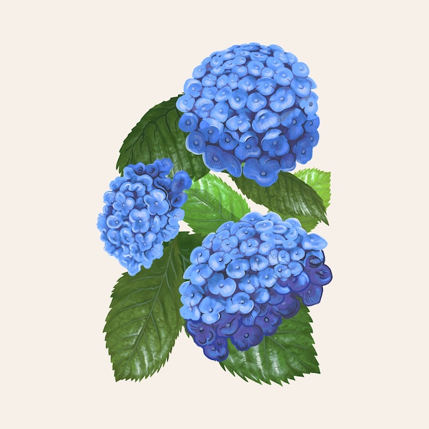 Illustration drawing of Hydrangea