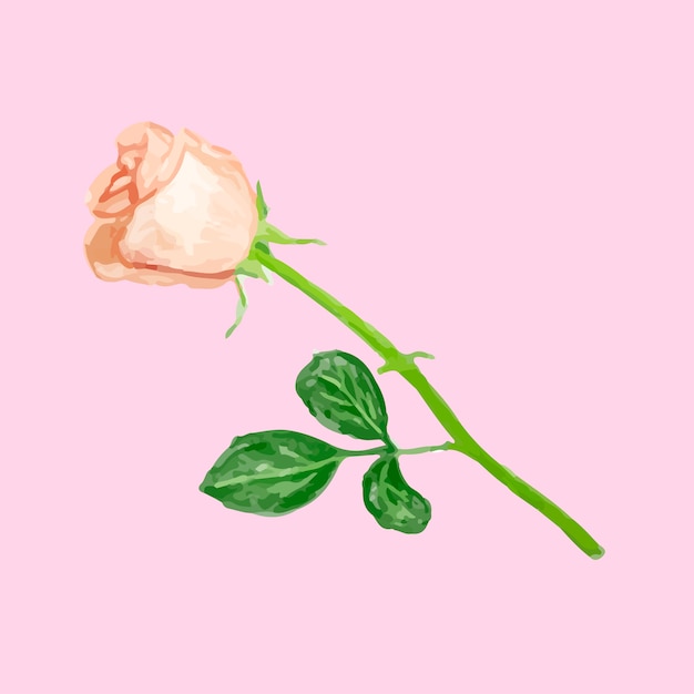 Illustration of drawing rose flower