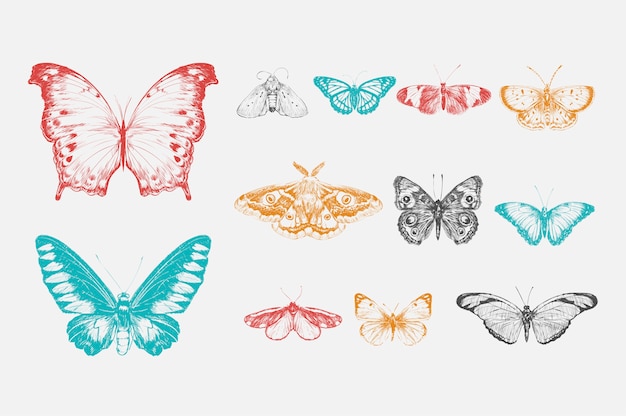 Free vector illustration drawing style of butterfly collection