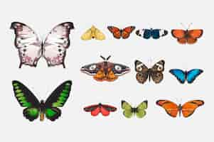 Free vector illustration drawing style of butterfly collection