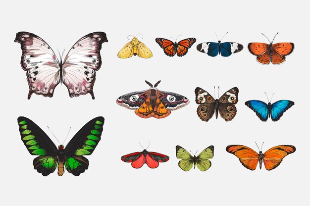 Illustration drawing style of butterfly collection