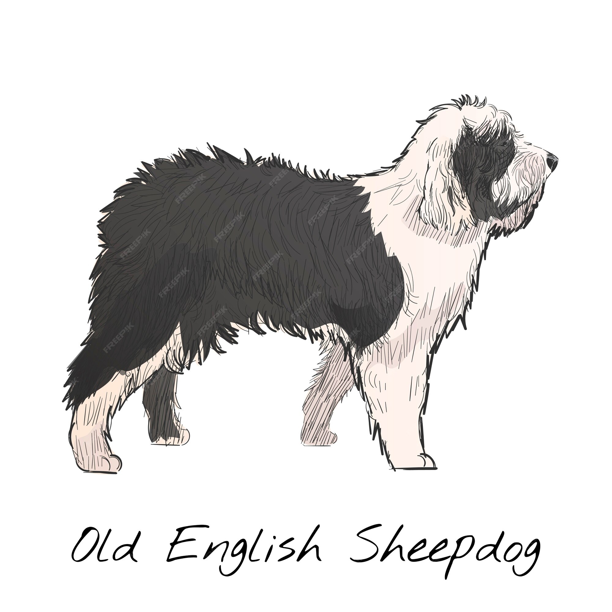 Foto De Stock Old English Sheepdog, Royalty-Free