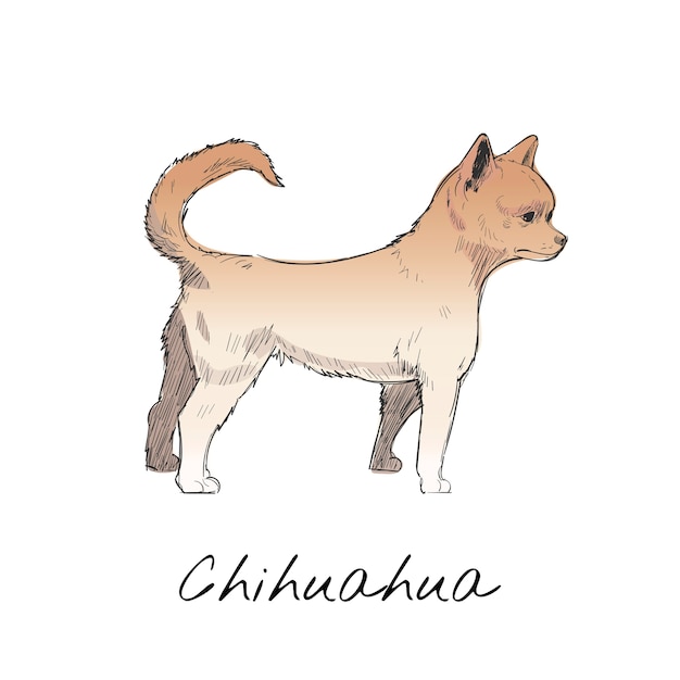 Illustration drawing style of dog