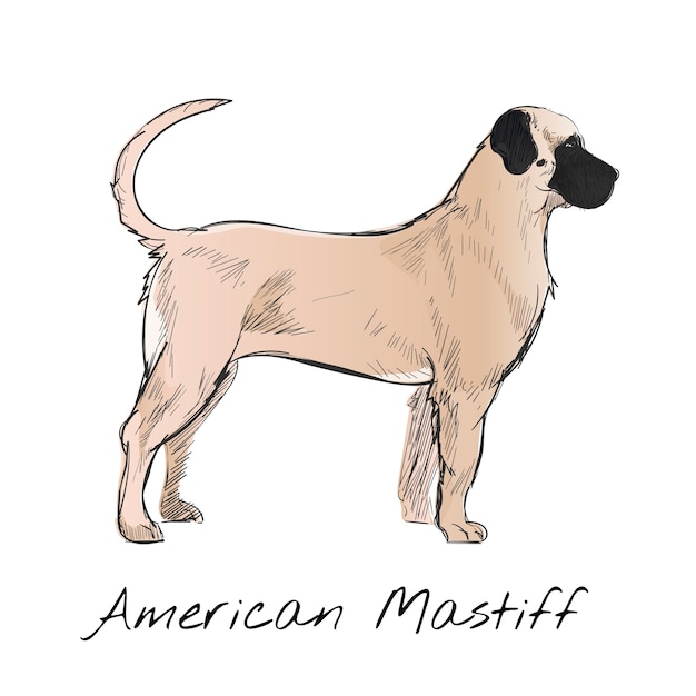 Illustration drawing style of dog