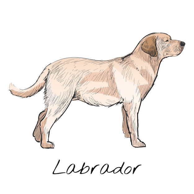 Illustration drawing style of dog