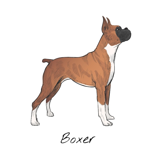 Free vector illustration drawing style of dog