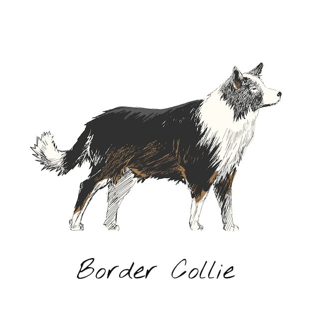 Illustration drawing style of dog