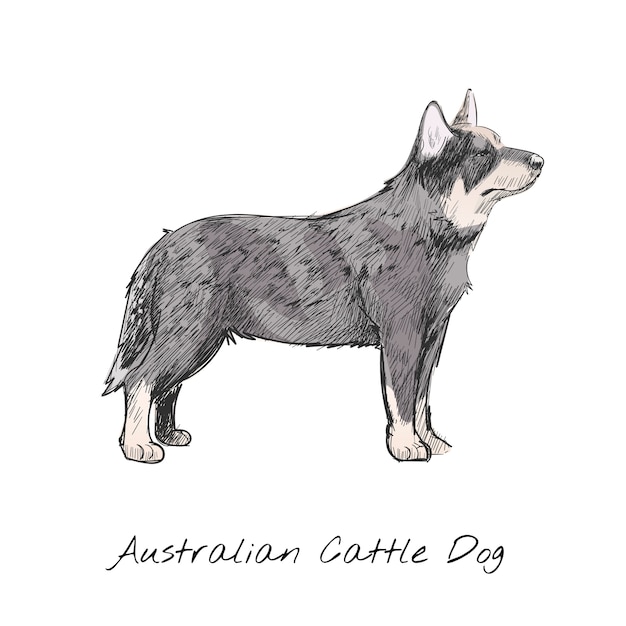 Illustration drawing style of dog