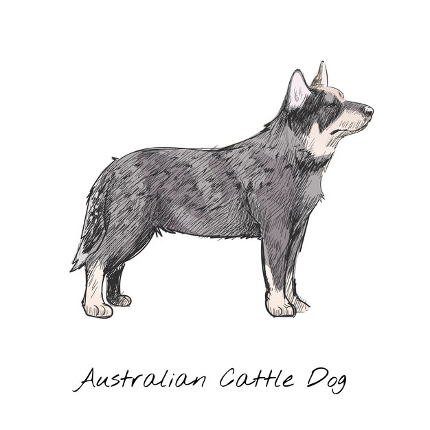 Illustration drawing style of dog