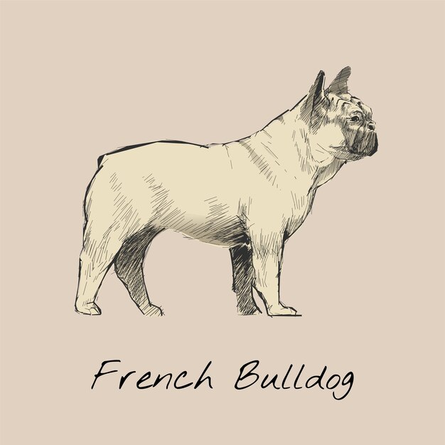 Illustration drawing style of dog