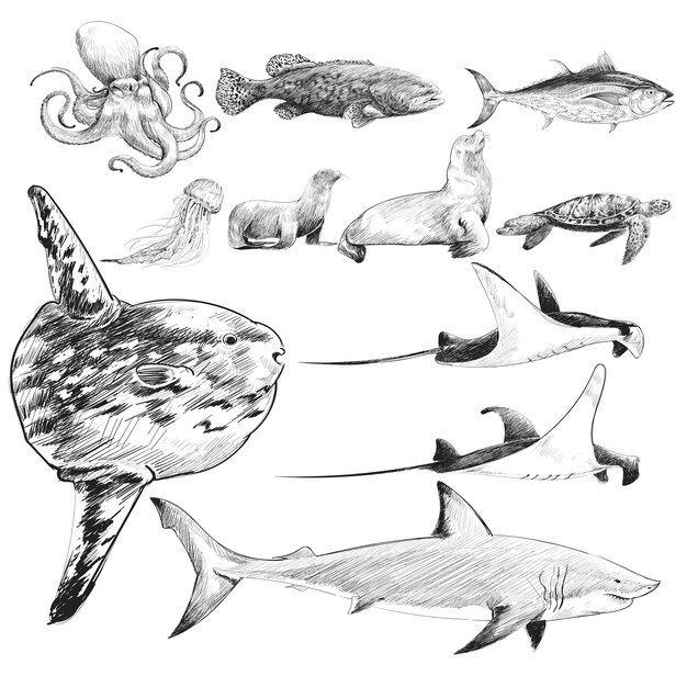 海洋生物コレクションのイラストの描画スタイル