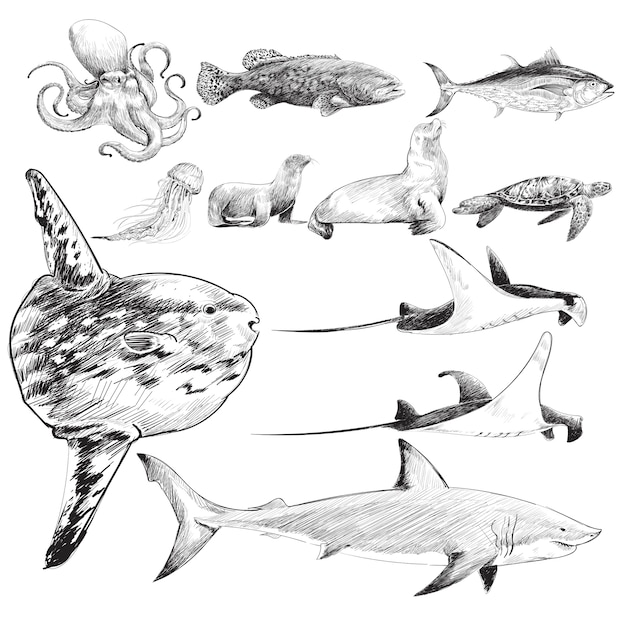 illustration drawing style of marine life collection