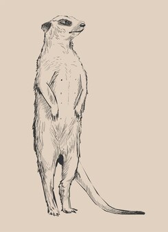 ミールキャットのイラストの描画スタイル プレミアムベクター ミールキャットのイラストの描画スタイル プレミアムベクター
